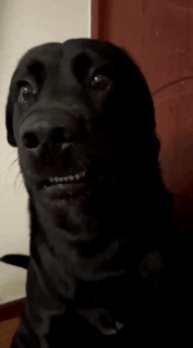 a black dog with braces on its teeth looks surprised