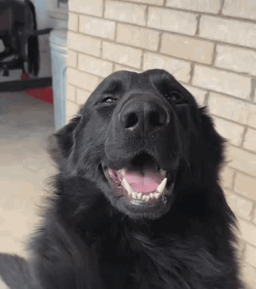 A Black Dog With Its Mouth Open And Its Tongue Out GIF