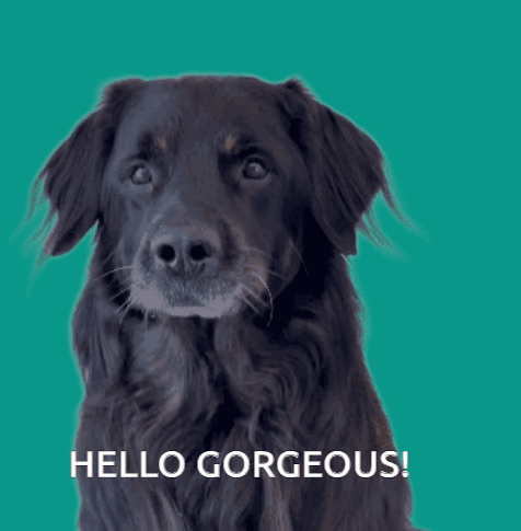 A Black Dog With Its Tongue Out And The Words Hello Gorgeous GIF