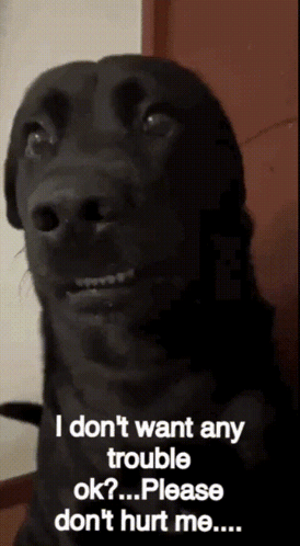 A Black Dog With The Words " I Don T Want Any Trouble Ok Please Don T Hurt Me " GIF