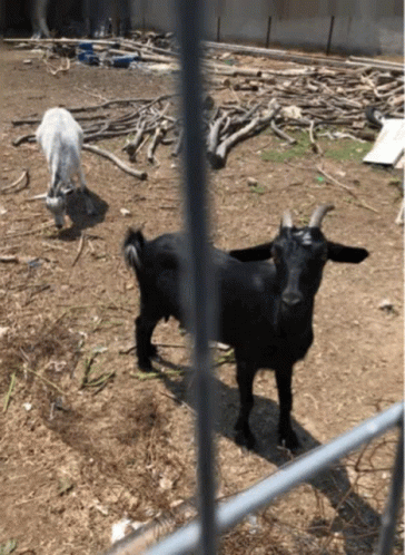 A Black Goat And A White Goat Are In A Pen GIF