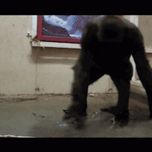 A Black Gorilla Is Standing In Front Of A Window With A Picture On It GIF