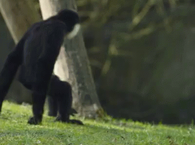 A Black Gorilla Is Standing On Its Hind Legs In The Grass Near A Tree . GIF