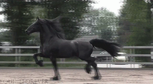 A Black Horse Is Running In A Fenced In Area With Equestrian Forever Written In The Corner GIF