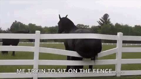 A Black Horse Is Standing Behind A White Fence And Looking Over It . GIF