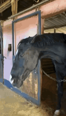 A Black Horse Standing In A Stable With Its Head Out Of The Door GIF