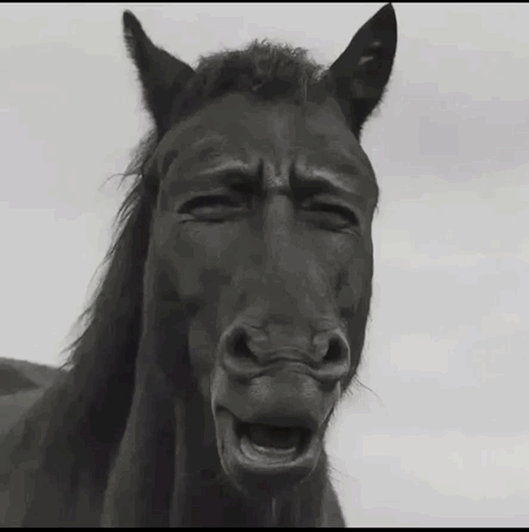 A Black Horse With Its Eyes Closed And Its Mouth Open GIF