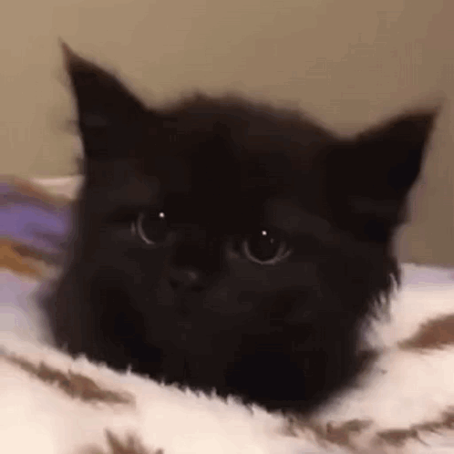 A Black Kitten Is Laying On A White Blanket On A Bed . GIF