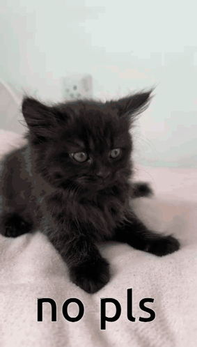 A Black Kitten Is Laying On A White Blanket With The Words No Pls Written Below It GIF