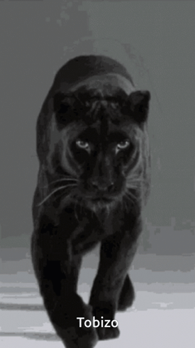 A Black Panther Is Walking Across A White Surface With The Name Tobizo Written Below It GIF