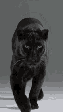 A Black Panther Is Walking In A Black And White Photo . GIF