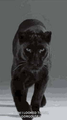 A Black Panther Is Walking On A Gray Background And Looking At The Camera . GIF