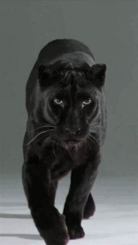 A Black Panther Walking On A White Surface With A Gray Background GIF
