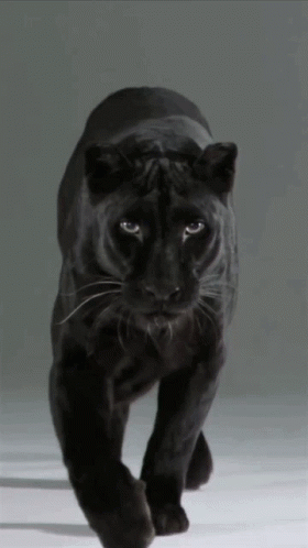 A Black Panther Walking On A White Surface With A Gray Background GIF