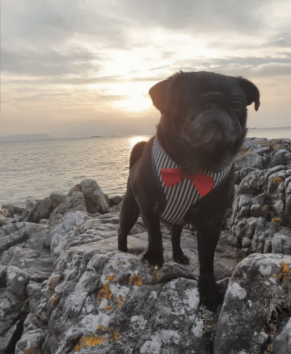 A Black Pug Dog Wearing A Red Bow Tie Stands On A Rock Near The Ocean GIF
