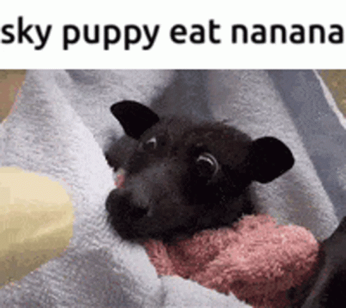 A Black Puppy Is Wrapped In A Towel And The Caption Says Sky Puppy Eat Banana GIF