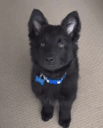 A Black Puppy Wearing A Blue Collar With A Tag That Says ' I 'M A Dog ' On It GIF