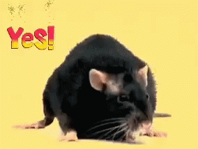 A Black Rat Is Standing In Front Of A Yellow Background With The Word Yes Written On It GIF