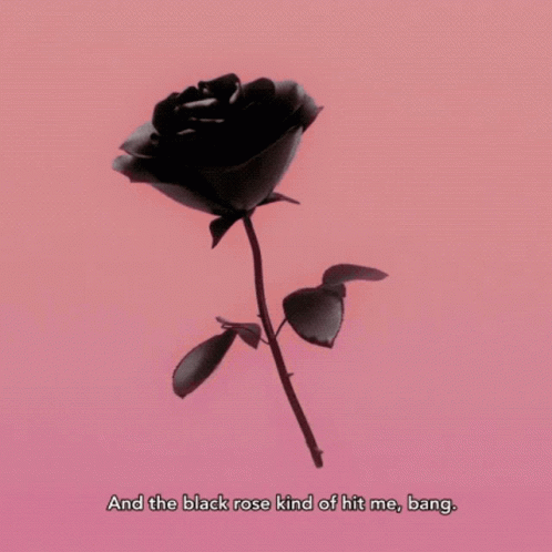 A Black Rose Is Against A Pink Background With The Words " And The Black Rose Kind Of Hit Me Bang " GIF