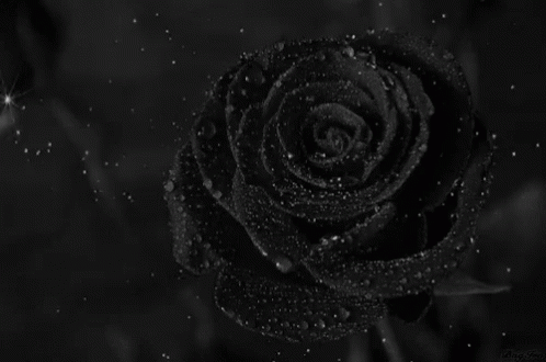 A Black Rose Is Surrounded By Water Drops And Stars GIF