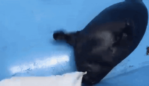 A Black Seal Is Playing With A White Seal In A Pool . GIF