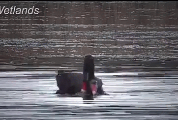 A Black Swan Is Swimming In A Lake With The Words Wetlands In The Corner GIF