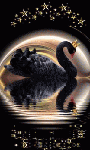 A Black Swan With A Gold Crown On Its Head Is In The Water GIF