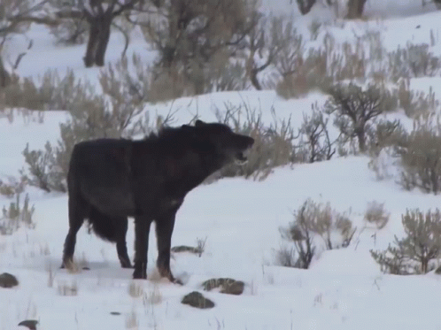 A Black Wolf Is Standing In The Snow Looking At Something GIF