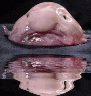 A Blobfish Water Reflection GIF