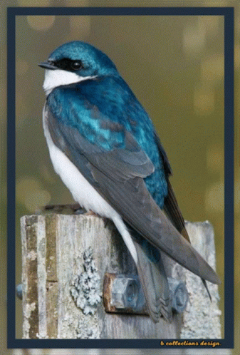 A Blue And White Bird Is Perched On A Wooden Post With The Words B Collections Design On The Bottom GIF