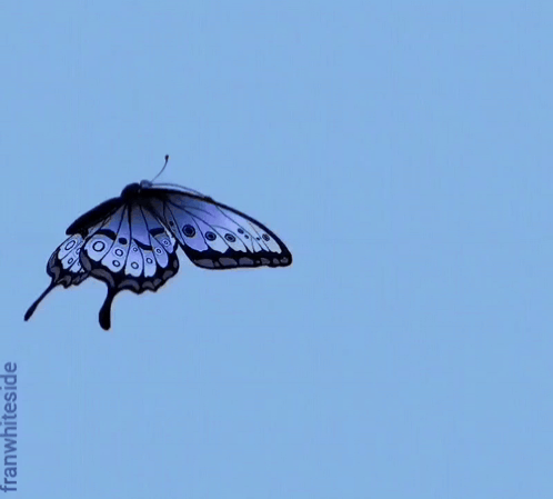 A Blue And White Butterfly Is Sitting On A Blue Sign That Reads Good Morning GIF