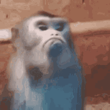 A Blue And White Monkey Is Sitting On A Wooden Fence . GIF