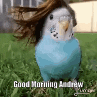 A Blue And White Parakeet With Long Hair Is Standing In The Grass And Says `` Good Morning Andrew '' . GIF