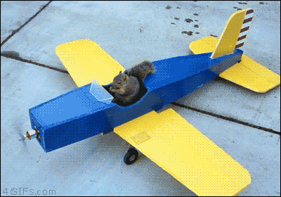 a blue and yellow airplane with a squirrel sitting in the cockpit