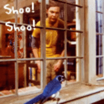 A Blue Bird Is Sitting On A Window Sill With A Man Behind It And The Words Shoo On The Window GIF