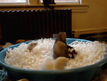 A Blue Bowl Filled With White Foam With A Bird In The Middle GIF