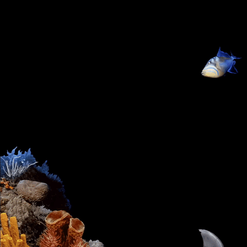 A Blue Fish Is Swimming In A Tank With Sponges GIF