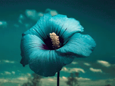 A Blue Flower Is Floating In The Water GIF