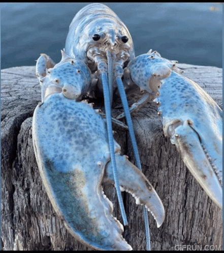 A Blue Lobster Is Sitting On A Piece Of Wood With A Gifrun.com Watermark GIF