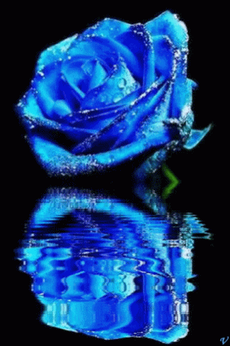 A Blue Rose Is Reflected In The Water With A Black Background . GIF