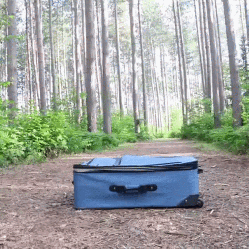 A Blue Suitcase Is On The Ground In The Middle Of The Woods GIF
