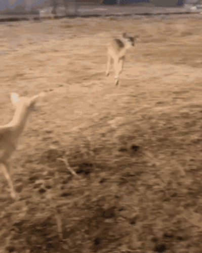 A Blurred Image Of A Deer Running On A Dirt Field GIF