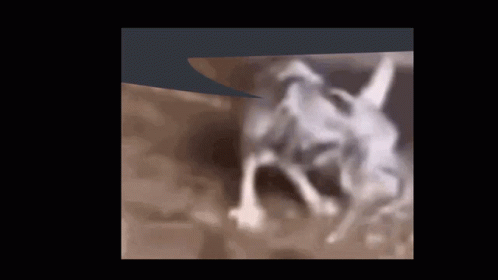 A Blurred Image Of A Dog 'S Face And Legs GIF