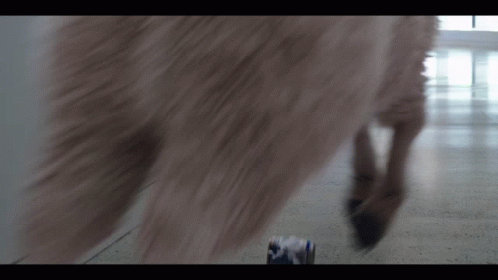A Blurred Image Of A Dog 'S Paw And A Can Of Beer GIF
