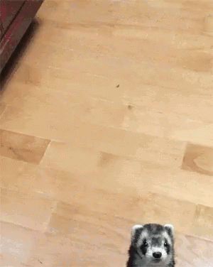 A Blurred Image Of A Dog 'S Paw On A Table GIF