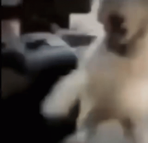 A Blurred Image Of A Dog Standing In A Dark Room GIF