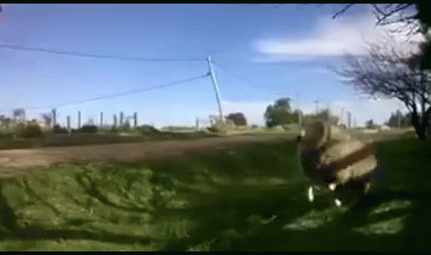 A Blurred Image Of A Field With A Blue Sky And Trees In The Background GIF