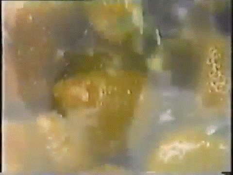 A Blurry Picture Of A Bunch Of Oranges On A Dark Background GIF