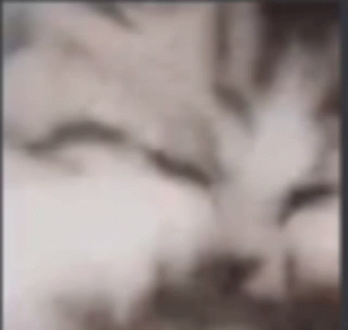 A Blurry Picture Of A Cat 'S Face With A Gray Background GIF