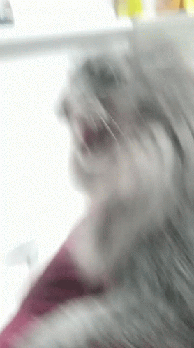 A Blurry Picture Of A Cat 'S Face With A Pink Background GIF
